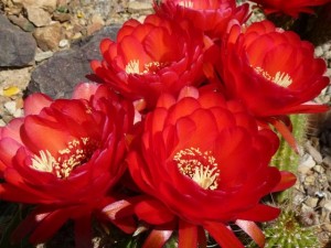 cactus_flower
